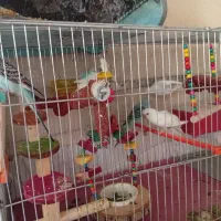 مرغ عشق بالغ تخم گذار|پرنده|کازرون, |دیوار