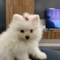 سگ زیبا ودوست داشتنی اسم زیبای او لئو هست