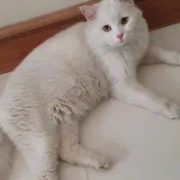 گربه سفید پیدا شده