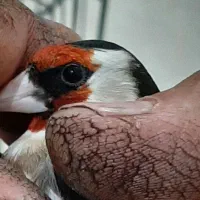 سهره|پرنده|قدس, شهر‌قدس|دیوار