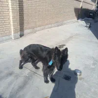 واگذاری یک قلاده ژرمن بلک