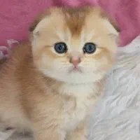 بچه گربه های اشرافی و زیبا|گربه|بیرجند, |دیوار