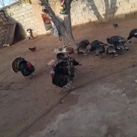 نر ۲۳۰۰ ماده