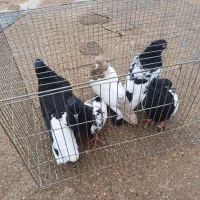 زرگان|پرنده|باوی, |دیوار