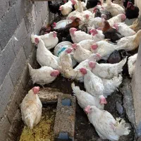 خروس سیاه دفع بلا مرغ سفید جهت قربونی|حیوانات مزرعه|رودهن, |دیوار