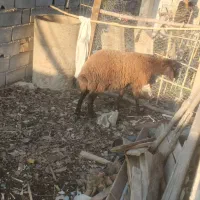 گوسفند|حیوانات مزرعه|تاتار علیا, |دیوار