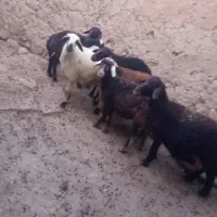 سه راس  گوسفند نرجوان خوش رنگ|حیوانات مزرعه|موچش, |دیوار