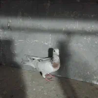 کبوتر هفت رنگ فروشی|پرنده|تاکستان, |دیوار