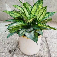 انواع گل و خاک کود گلخانه گلها|گل و گیاه طبیعی|زابل, |دیوار