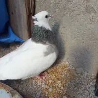 کبوتر ماده هفت رنگ