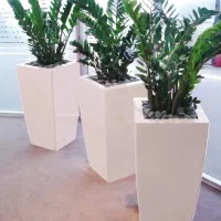 کامپکت. نیکولای.اریکا.کاج مطبق.فیکوس|گل و گیاه طبیعی|تهران, شهرک شهید باقری|دیوار