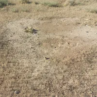فروش-زمین-کشاورزی-جوجیل-فلاورجان