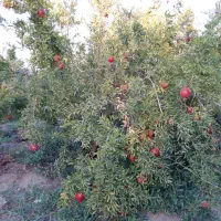 ۱۵۰۰ متر باغ سنددار|فروش دفتر صنعتی، کشاورزی، تجاری|کویرات, |دیوار