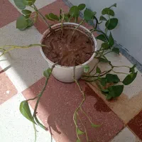 گل پتوس