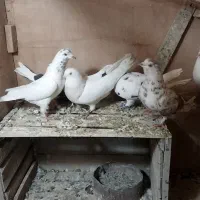 کفتر کبوتر غریب گیری