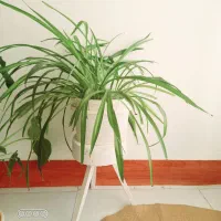 گل اپارتمانی|گل و گیاه طبیعی|اصفهان, سروستان|دیوار