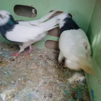 کبوترطوقی|پرنده|کازرون, |دیوار