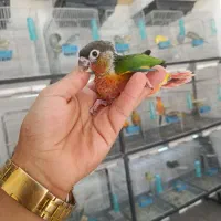 گرینچیک از سرلاکی تامولد پرنده سرای قهرمانی
