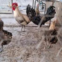فروش مرغ و خروس براکل بلژیکی
