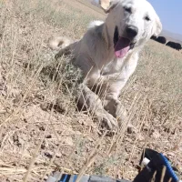 واگزاری دوتا سگ با ارزش یکی نر یکی ماده