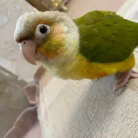 گیرنچیک اهلی