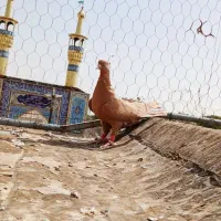 دومسفید نروماده زرد جفت موقلف|پرنده|الوند, |دیوار