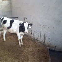 سه راس گوساله نر پلواری