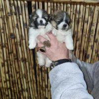 پامر روباهی