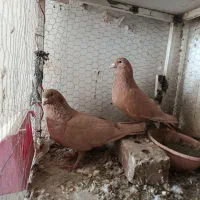 کبوتر|پرنده|نیشابور, دربقاضی|دیوار