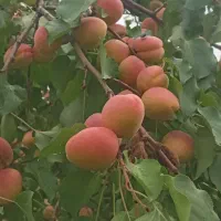 باغ به متراژ ۳۴۷۷ متر