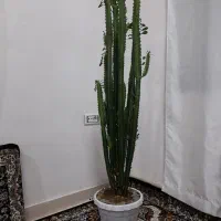فروش گل