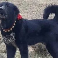 سگ قهدریجانی ۲ ساله نگهبانی