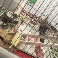 عروس هلندی|پرنده|فارسان, |دیوار