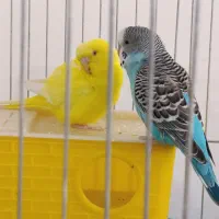 سه عدد مرغ عشق