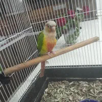 طوطی گرینچیک و سخنگو و رقاص