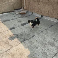 سگ اشپیتز|سگ|جونقان, |دیوار