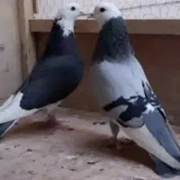 ابلغ مگس