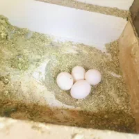 طوطی کوتوله ماده|پرنده|داراب, |دیوار