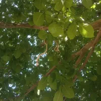 به یک چوپان برای گله نیازمندیم