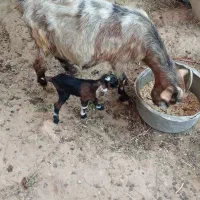 بز کوهی زایده|حیوانات مزرعه|شوش, |دیوار