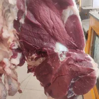 بره گوساله کشتارروز|حیوانات مزرعه|بجنورد, |دیوار