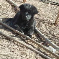 توله سگ قهدریجانی|سگ|شهرضا, |دیوار