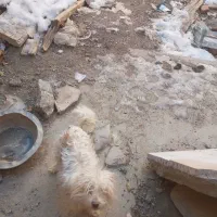 سگ مفتی|سگ|گلپایگان, |دیوار