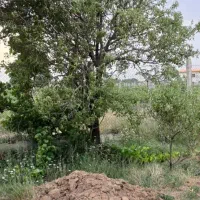 با کمترین هزینه بهترین باغ بخر|فروش دفتر صنعتی، کشاورزی، تجاری|تاکستان, |دیوار