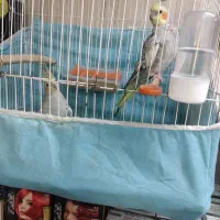 جفت عروس هلندی|پرنده|بندر امام خمینی, |دیوار