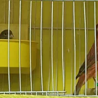 فروش جفت قناری