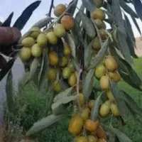 انواع نهال سنجد. وگردو چندلروخوشه ایی وبادام