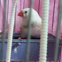 یک جفت فنچ نر و ماده با دو عدد تخم