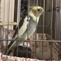 عروس هلندی سخنگو