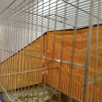 قناری پرتقالی بزرگ بسیار سالم نرباقفس|پرنده|ساوه, |دیوار